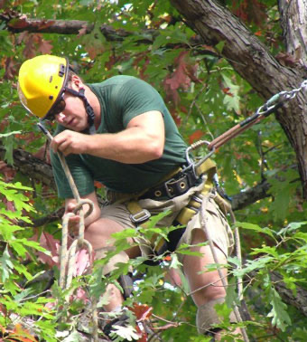 Rob Rogg, ISA-Certified Arborist, working high in a tree in climbing gear